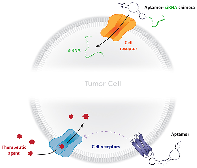 Strategies to enhance bio-therapeutic therapies in cancer using aptamers.