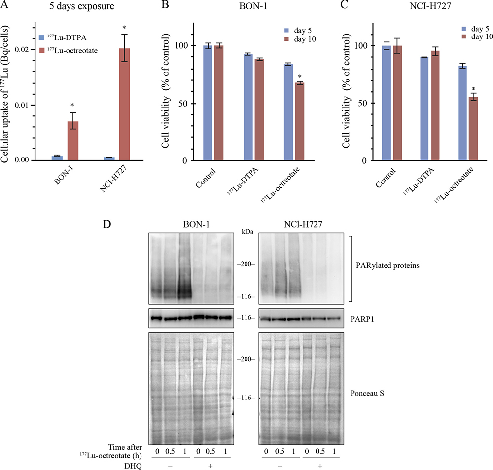 177Lu-octreotate uptake and PARylation of proteins in BON-1 and NCI-H727 cells.