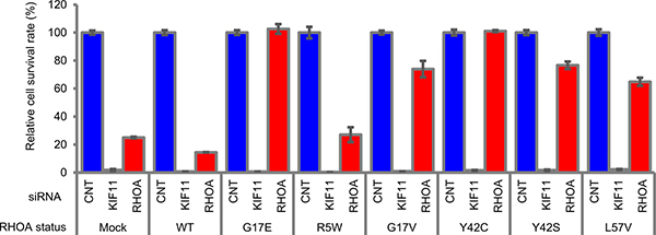 Rescue study of RHOA-siRNA-dependent inhibition of cell survival in SW948.