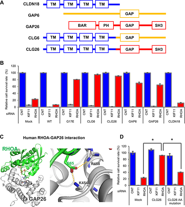 Cell survival promoted by CLG fusions in SW948.