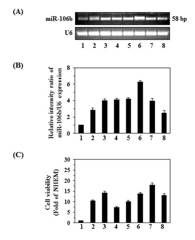 Comparison of the viability and expression of miR-106b in various melanoma cell lines with that of normal human epidermal melanocytes (NHEMs).