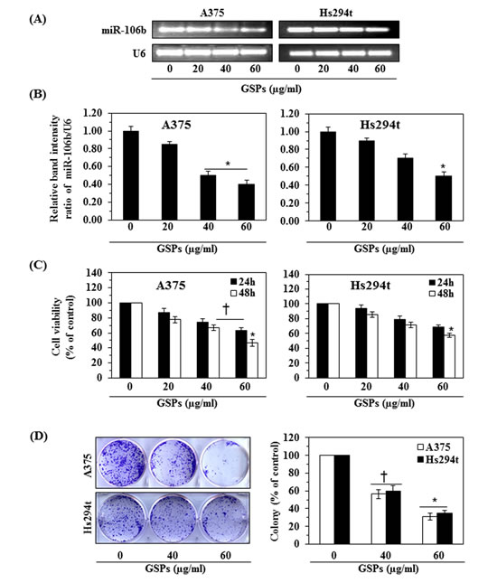 Effect of GSPs on miR-106b expression and cell viability in A375 and Hs294t melanoma cell lines