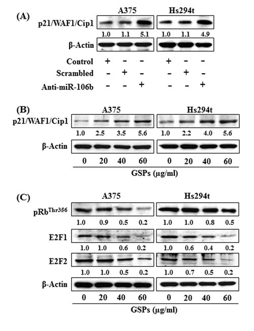 (A) Knockdown of miR-106b in A375 and Hs294t cells increased the expression of p21/WAF1/Cip1 protein in melanoma cells.
