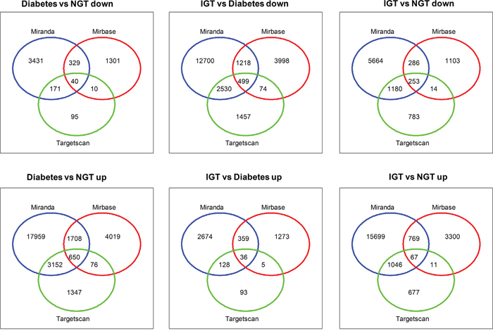Venn diagrams showing target genes with three databases (TargetScan, Miranda and Microcosm v5) in individuals with screen-detected diabetes (DM), impaired glucose tolerance (IGT) compared to those with normal glucose tolerance (NGT).