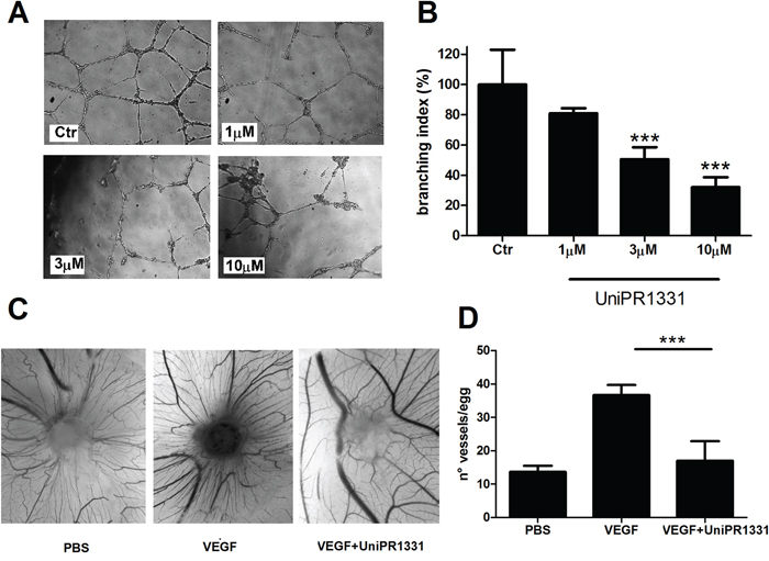 Effect of UniPR1331 on angiogenesis.
