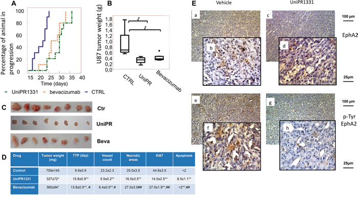 UniPR1331 blocks in vivo U87MG growth.