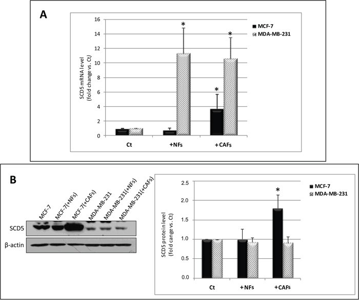 CAFs differentially affect SCD5 gene and protein expression in MCF-7 and MDA-MB-231 cells.