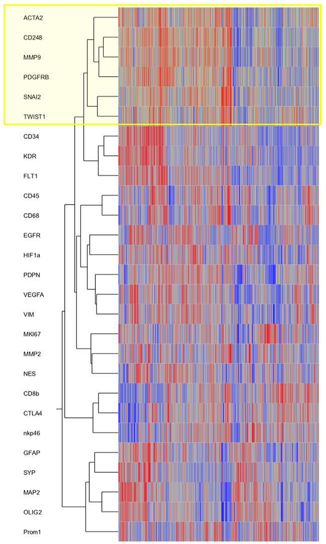SNAI2 and TWIST mRNA expression clusters with VAMCs/pericytic markers.