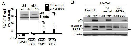 Knockdown of p53 blocks VMY-induced cell death.