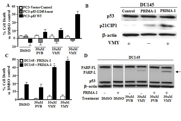Expression of wild-type p53 but not mutant p53 restores VMY sensitivity.