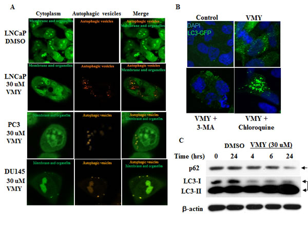 VMY induces autophagic activation in LNCaP cells.