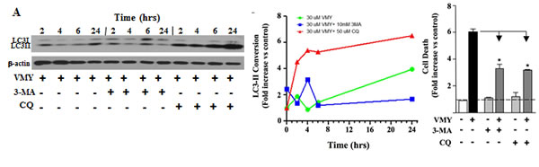 Temporal profile of autophagy induction in LNCaP cells by VMY.