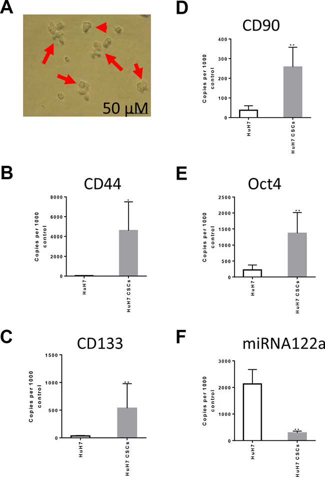 miRNA122a is significantly downregulated in HCC stem cell enriched tumorspheres.
