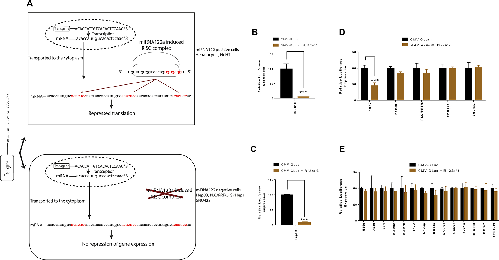 Inclusion of miRNA122a binding sites at the 3&#x2032;-UTR of a transgene can inhibit its expression in hepatocytes.