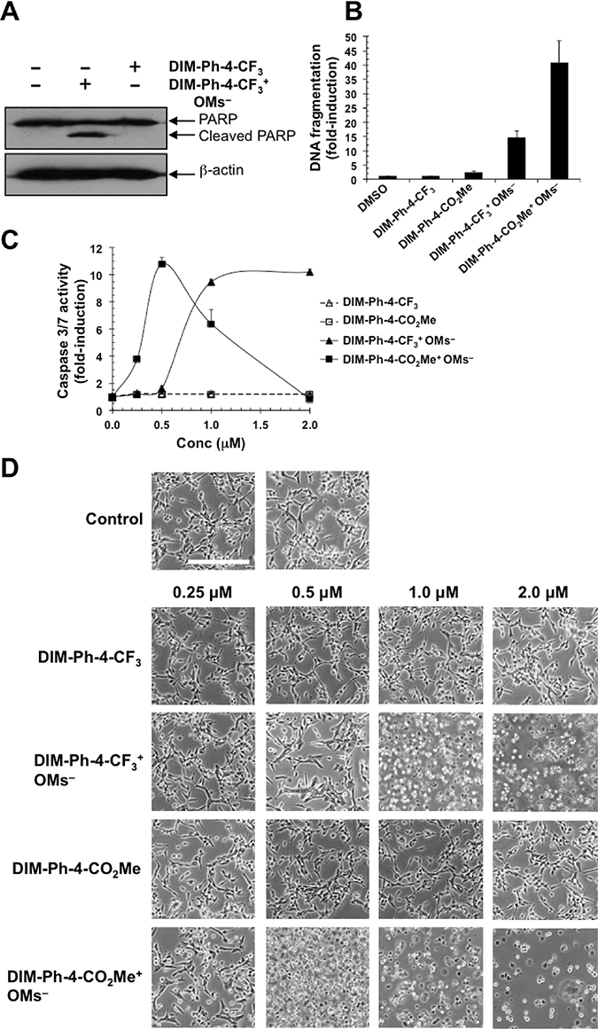 Effect of DIM-Ph-4-CF3+ OMs&#x2013; and DIM-Ph-4-CO2Me+ OMs&#x2013; on cancer cell viability.