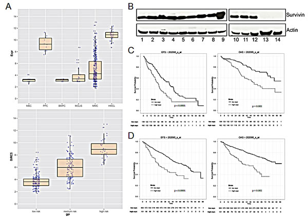 Survivin gene (BIRC5) expression and survival in multiple myeloma.