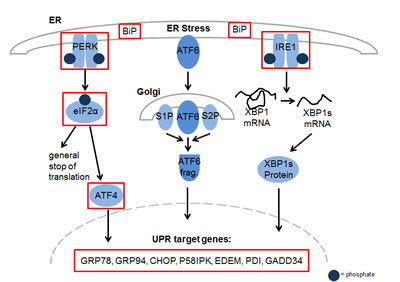 YM155 exposure regulates genes involved in ER stress in MM cells.