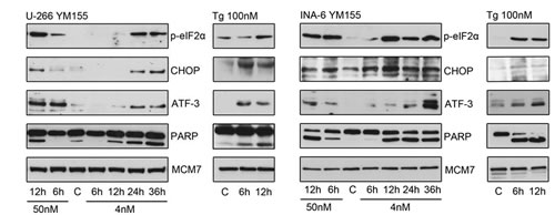 YM155 triggers ER stress signaling in MM cells.