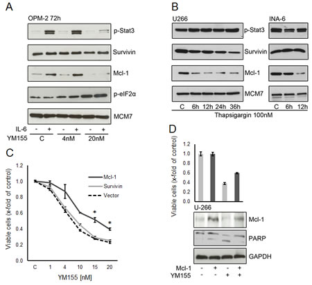 Mcl-1 is a critical target of YM155 in MM cells.