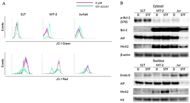 STF-62247 induced loss of mitochondrial transmembrane potential and caspase-independent cell death via endonuclease G.