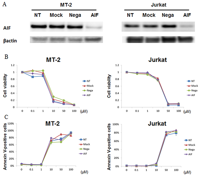 STF-62247 induced cell death in the absence of AIF protein.