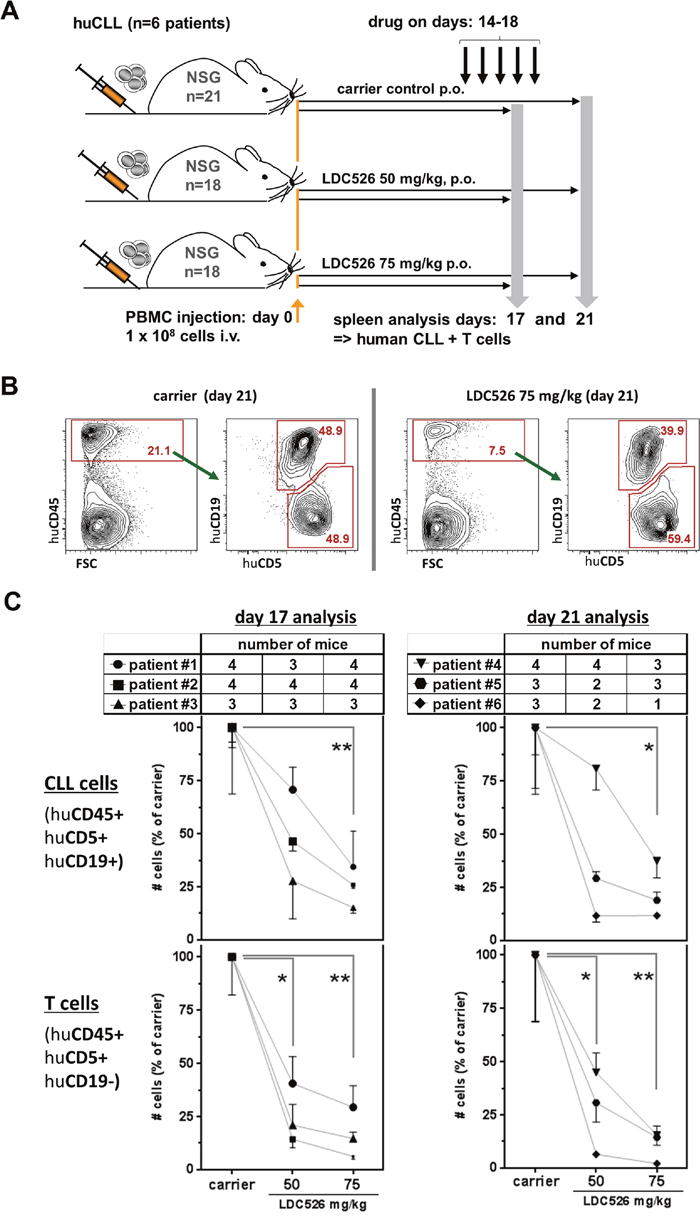 LDC526 decreases splenic human CLL numbers in xenografted NSG mice.