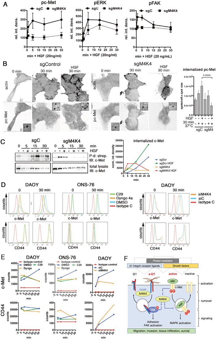 MAP4K4 promotes activation and internalization of c-Met.