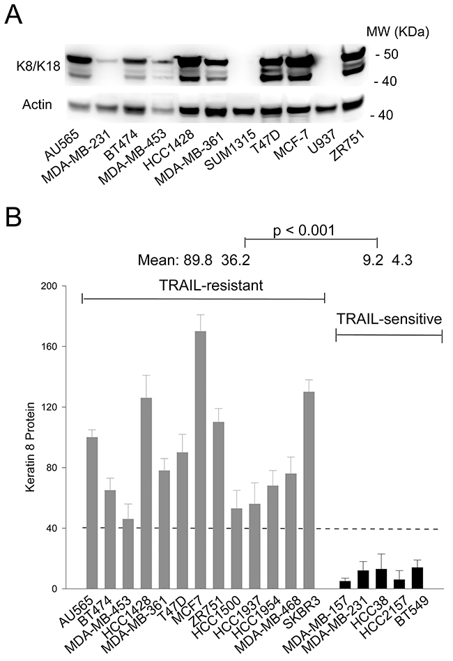 K8/K18 is overexpressed in TRAIL resistant breast cancer cell lines.