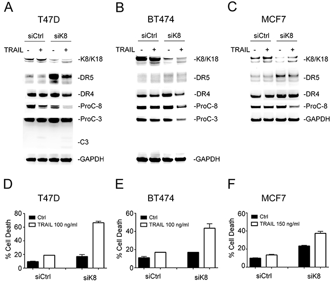 Knockdown of K8 enhances TRAIL induced apoptosis.