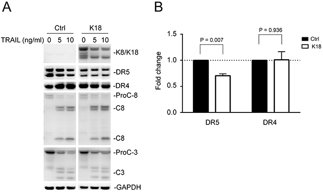 Keratin 8/18 overexpression downregulates total DR5 protein levels.