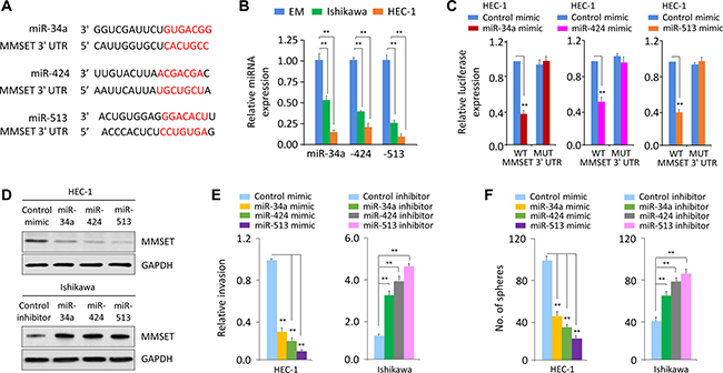 miR-34a, miR-424 and miR-513 directly target MMSET 3&#x2032;-UTR to downregulate MMSET expression in EC cells.