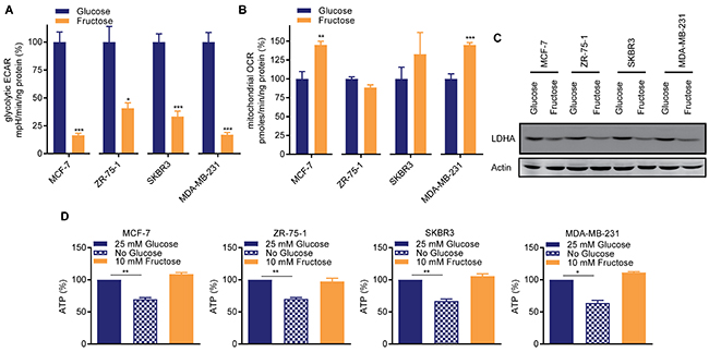 Restricted glycolysis maintains cellular bio-energetic balance in breast cancer cells.