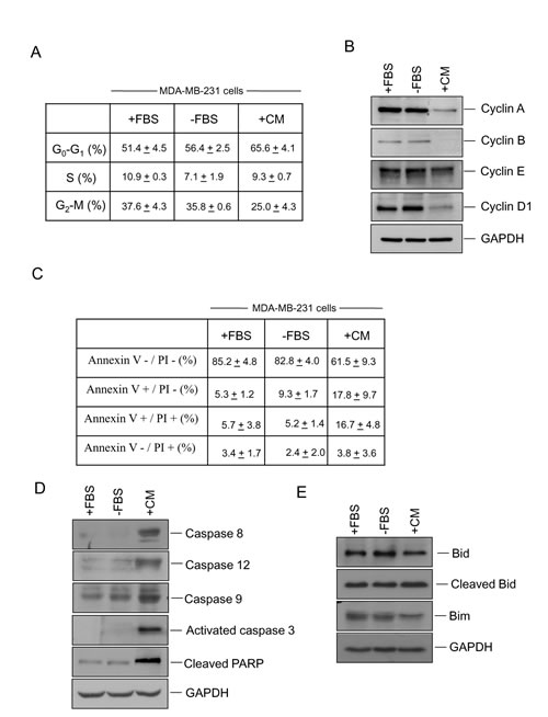 Administration of hUCESCs-CM to MDA-MB-231 cells delayed the cell cycle and increased apoptosis.