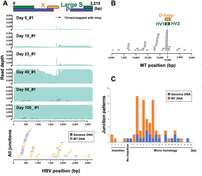 HBV infection model using human-hepatocyte chimera mice.