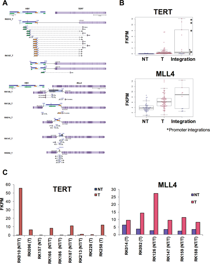Influence of HBV integrations on TERT and MLL4 expression in T samples.