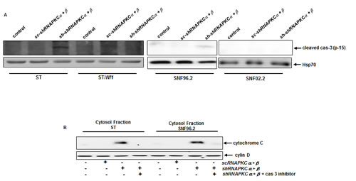 Activation of caspase 3 in