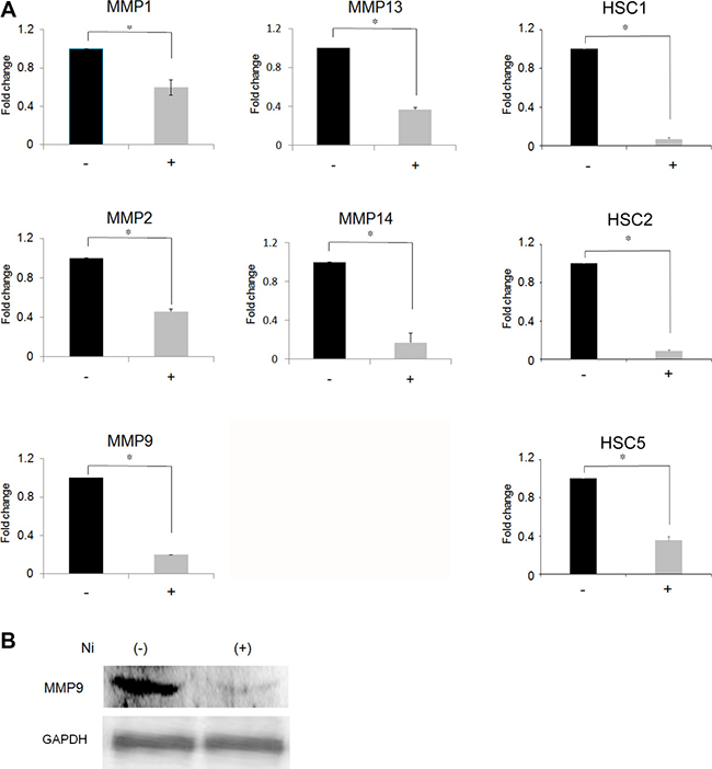 Inhibition of MMP expression following Ni2+-treatment.