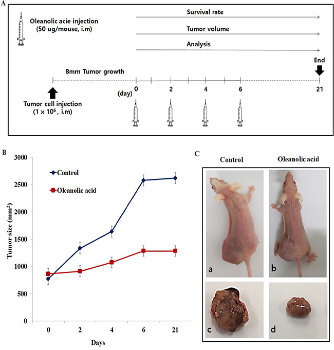 Oleanolic acid (OA) increased antitumor effect in DU145 xenograft model.