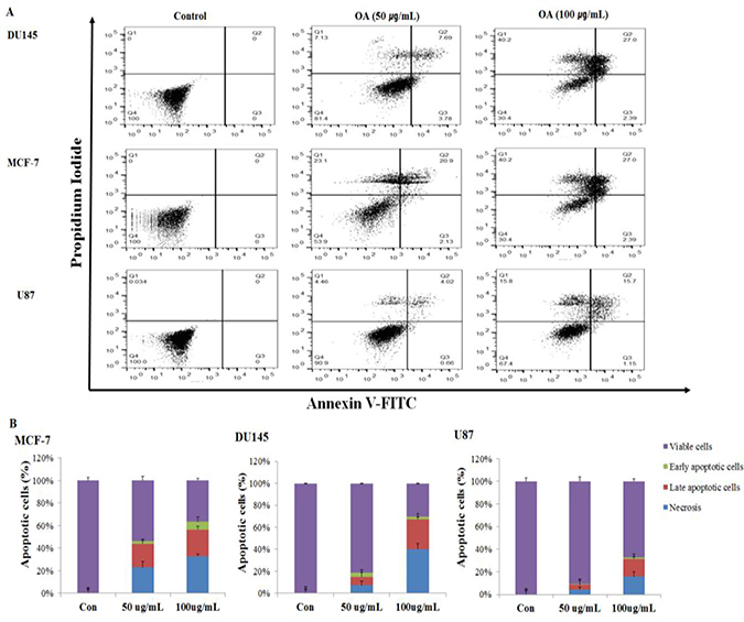 Dose dependent apoptotic cell death induced by oleanolic acid (OA) in DU145, MCF-7, and U87 cells.