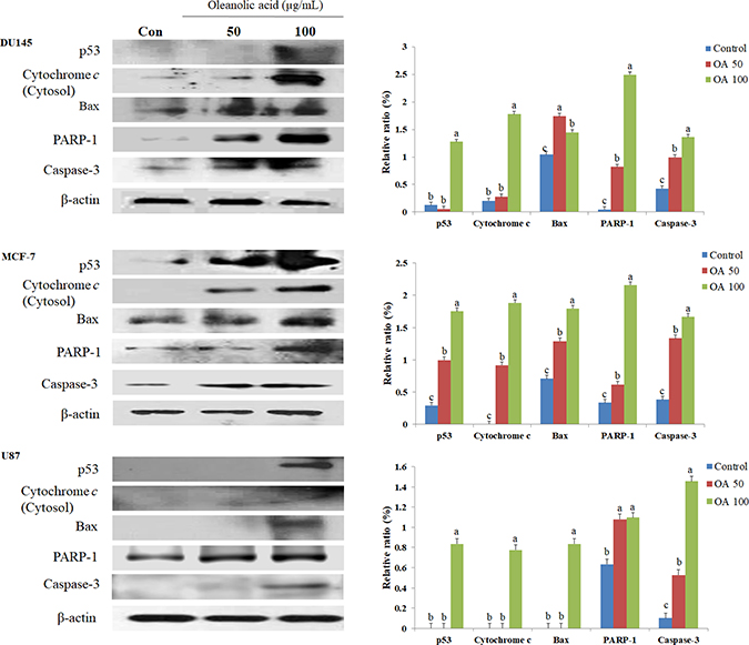 Effect of oleanolic acid (OA) on apoptosis in DU145, MCF-7, and U87 cells.