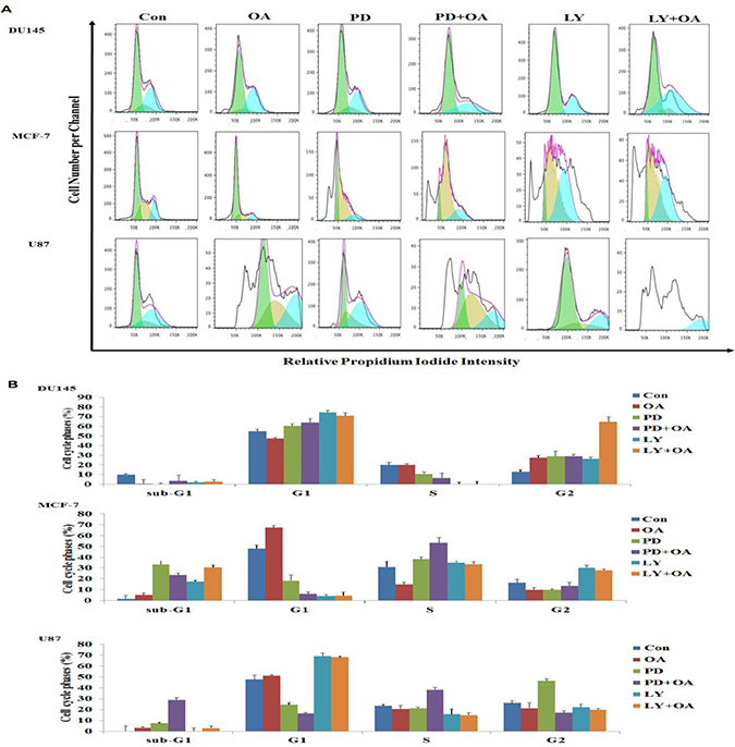 Effect of oleanolic acid (OA) and/or PD98059 and/or LY294002, alone or in combination, on the cell cycle distribution of DU145, MCF-7, and U87 cells.