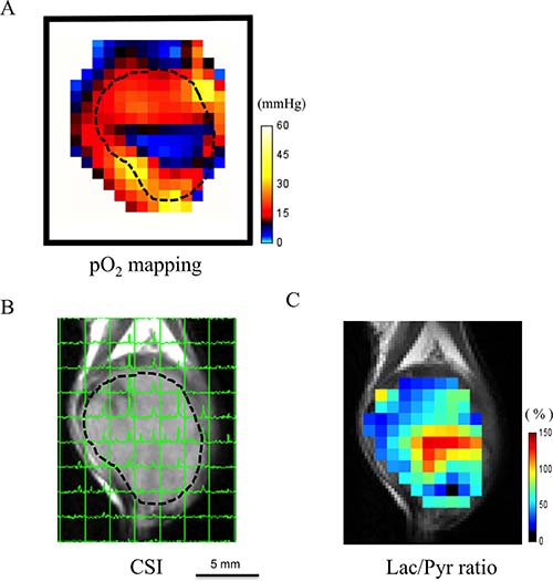 Feasibility of co-imaging of EPR oxygen imaging and 13C-MRI in vivo.