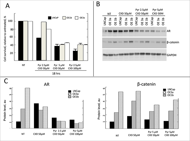 Sensitivity of &#x03B4;-catenin overexpressing cells to combination treatment with &#x03B2;-catenin inhibitor and anti-androgen.