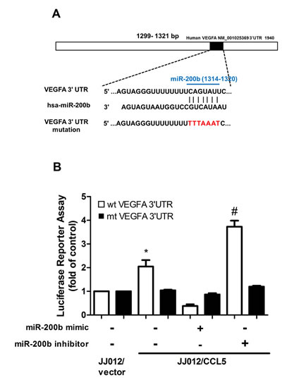 miR-200b directly represses VEGF expression via binding to 3&#x2032;UTR of human VEGF-A.