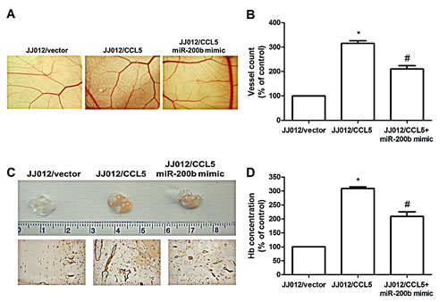 CCL5 promotes angiogenesis by down-regulating miR-200b in vivo.