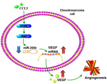 Schema of signaling pathways involved in CCL5-induced VEGF expression and angiogenesis in chondrosarcoma cells.