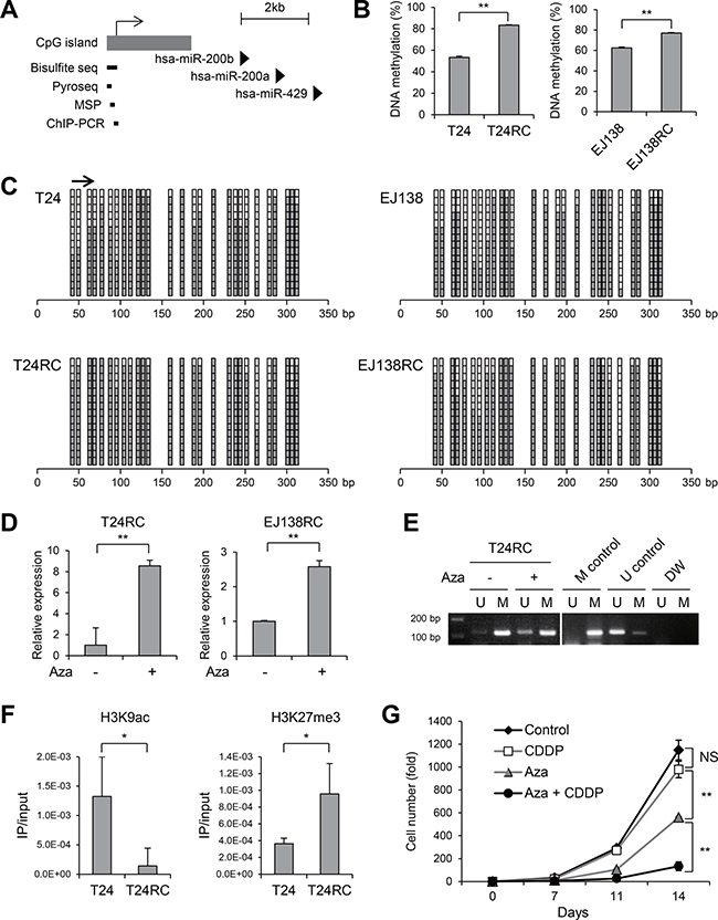 Epigenetic silencing of miR-200b in CDDP-resistant BCa cells.