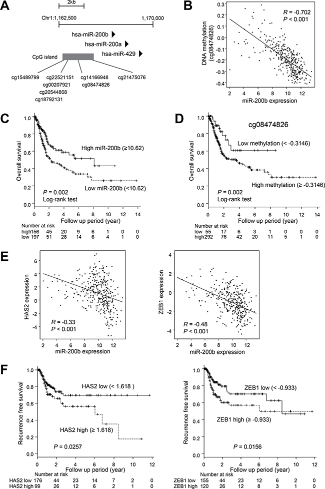 Analysis of the expression and DNA methylation of miR-200b in clinical BCa tumors using TCGA data sets.