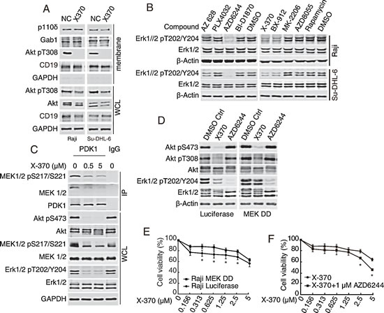 Inhibition of Erk1/2 phosphorylation by X-370 contributed to its antiproliferative activity.