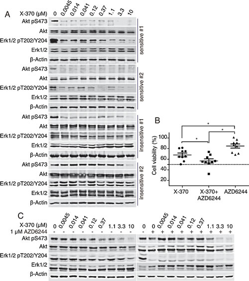 X-370-sensitive human primary B-ALL cells contained PI3K-dependent Erk1/2 phosphorylation and combination of AZD6244 and X-370 enhanced inhibitory activity against resistant specimens.